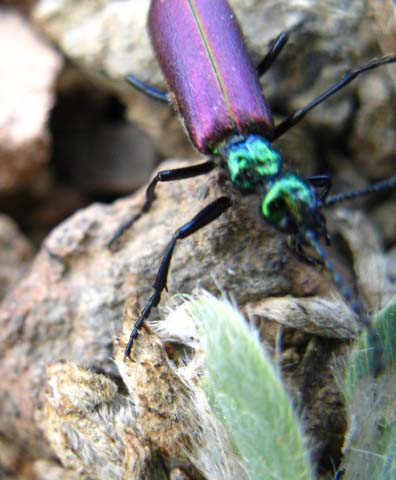 Purple Beetle on Big Sam at 10,000 + feet in the Emigrant Wilderness.